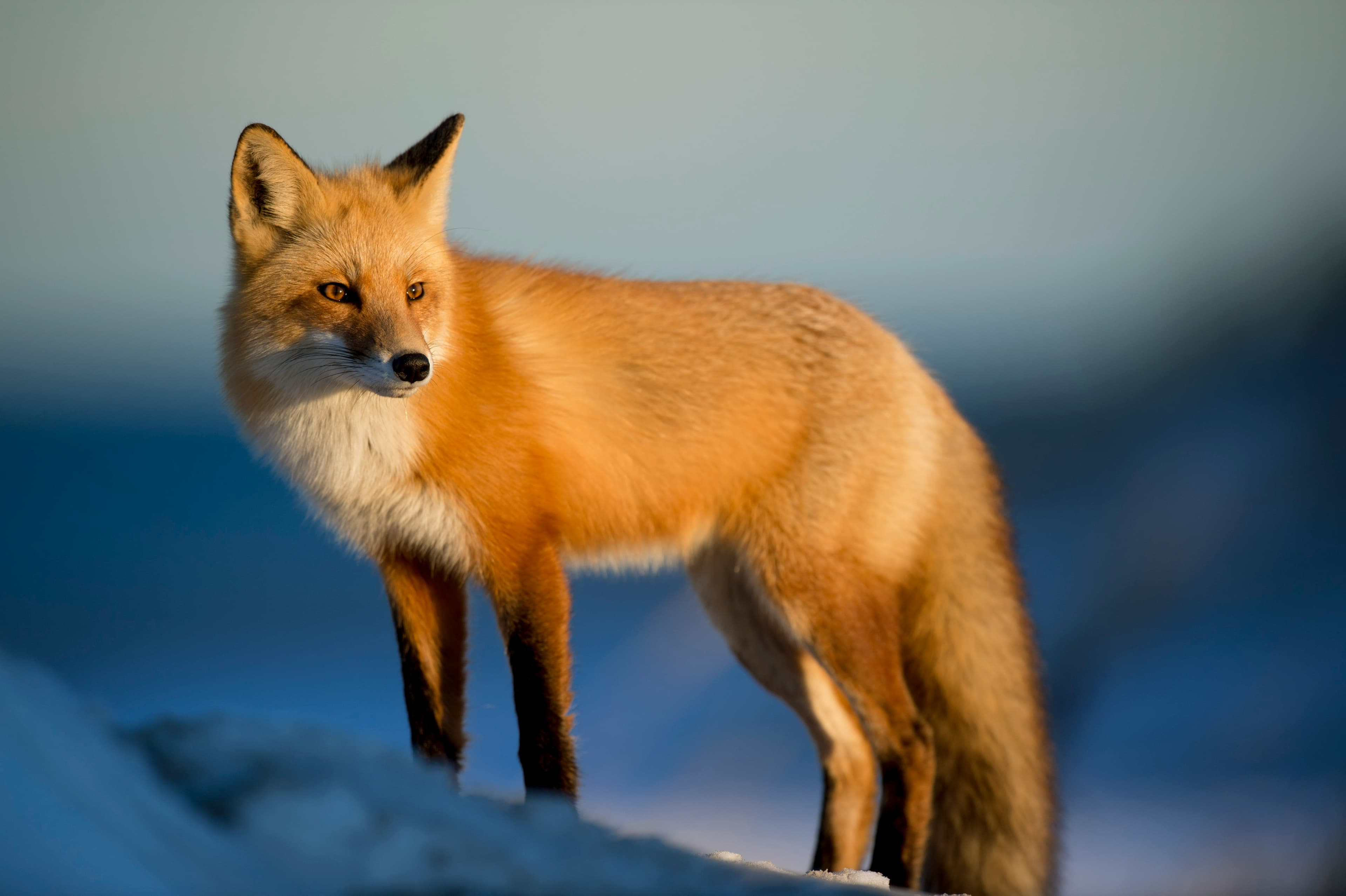 Cover Image for Animals May Be Better Teachers Than We Think