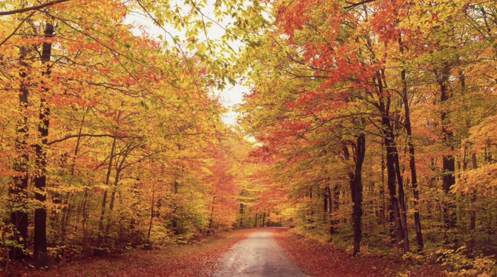 Why Autumn Leaves Will Look More Beautiful This Year